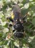 Oxybelus mucronatus